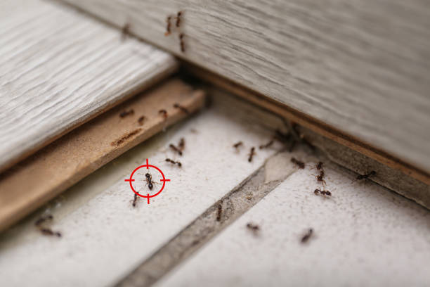 Wasp Removal Services in Bloomington, MN